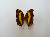 藏品(黃帶隱蛺蝶)的圖片